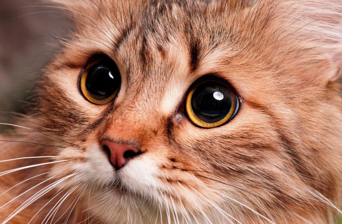 猫の瞳孔が開く５つの理由