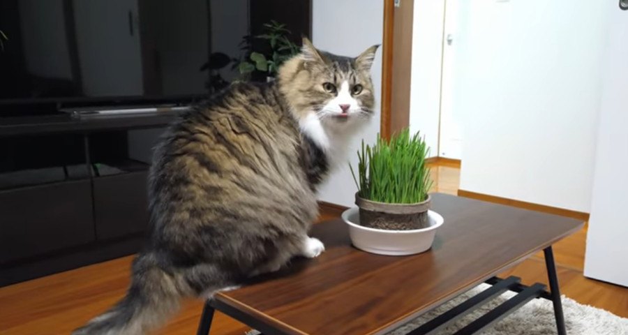 猫草と偽草、食べられるのはどっち？