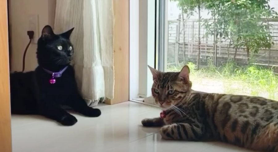 じゃれ合うベンガル猫さんと黒猫さん♡お互いに好きなのかな？