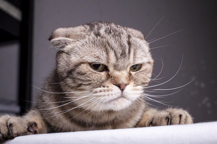 不満を持った猫の『抗議サイン』５つ