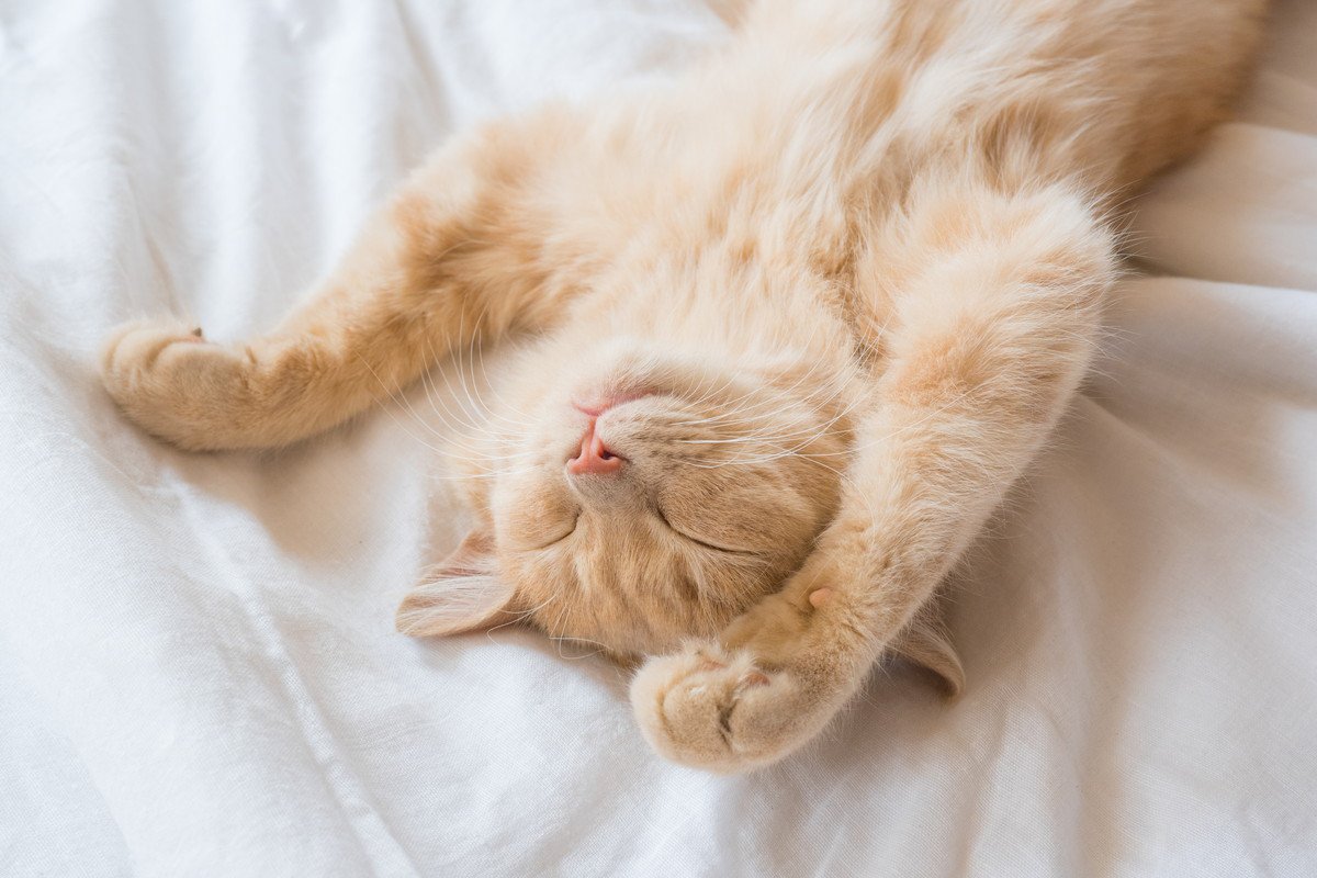 むにゃむにゃ…愛猫が『寝ながら口を動かす』4つの理由　夢でおいしいものでも食べてるの？