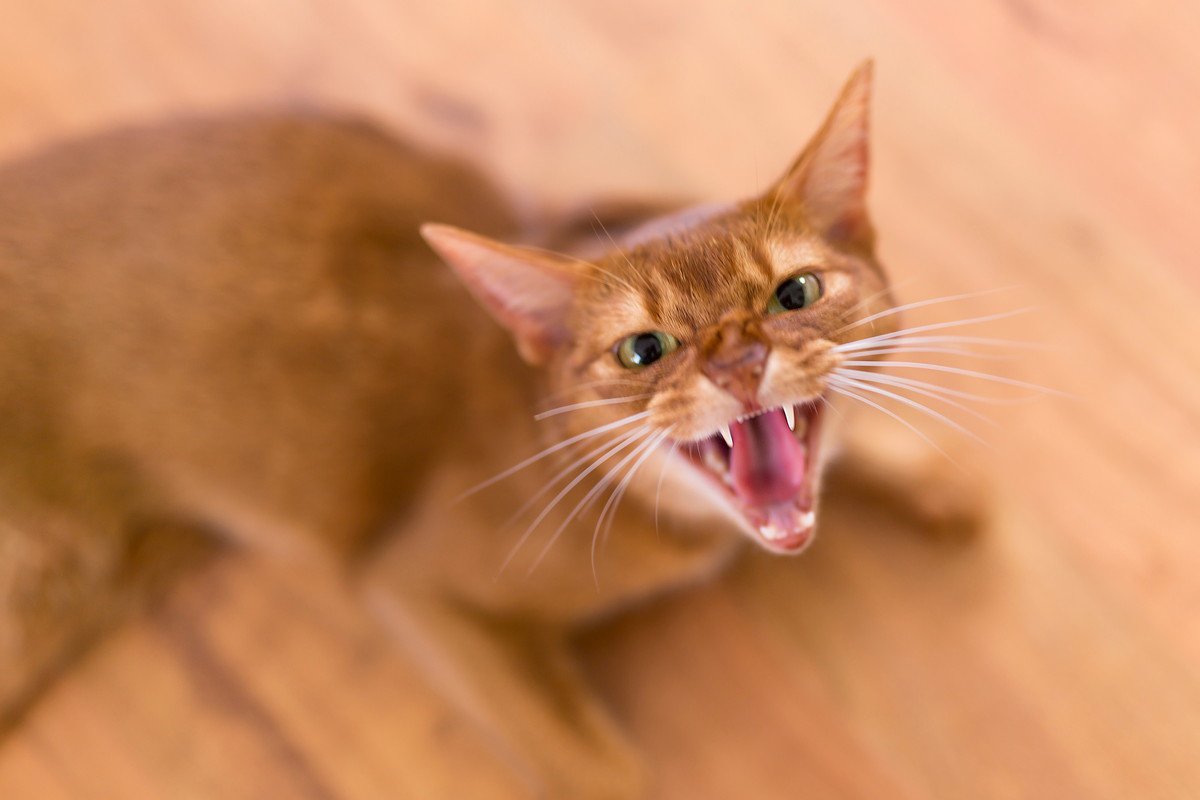 猫が『激怒症候群』に…３つの症状と対処方法