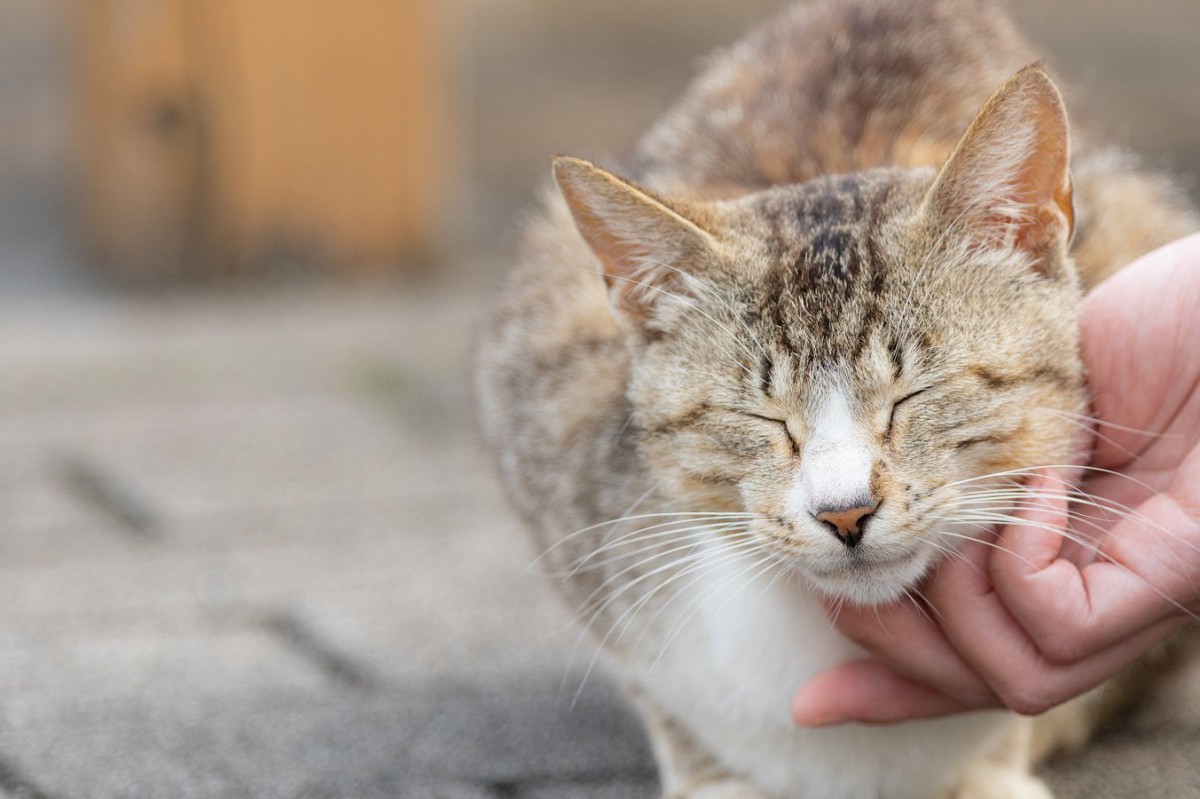 猫の『触れ合いたいサイン』4つ♡仲が深まるスキンシップ方法を解説！