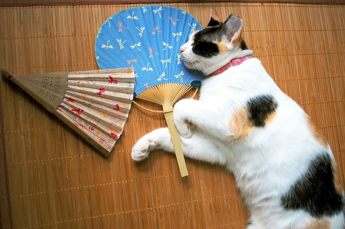 『初夏の夏バテ』に要注意〜猫の暑さ対策のポイント3つ