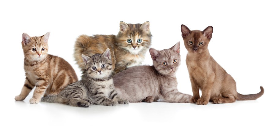 子猫の種類、何が人気？ランキングで一挙公開