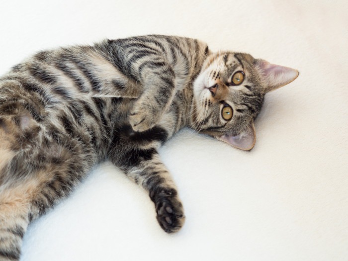鈴木砂羽さんの猫との生活 Instagramの画像まとめ