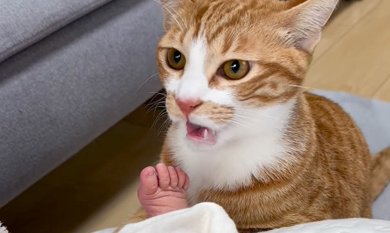 猫が初めて『赤ちゃんの足のニオイ』嗅いだ結果…まさかの"クセになっちゃう姿"が408万再生「予想を遥かに上回るいい顔」「堪能ｗ」