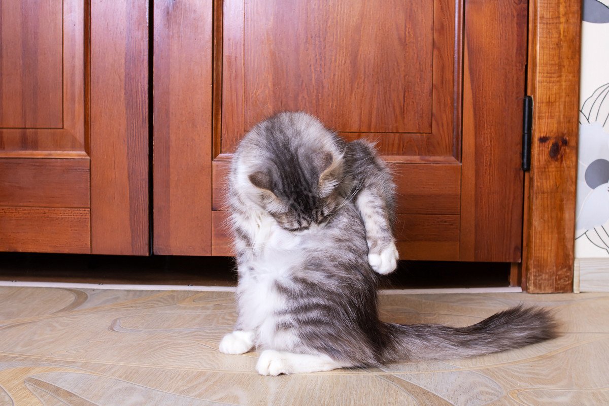 猫のストレスサイン『常同行動』とは？愛猫に見られたらどう対処すべき？