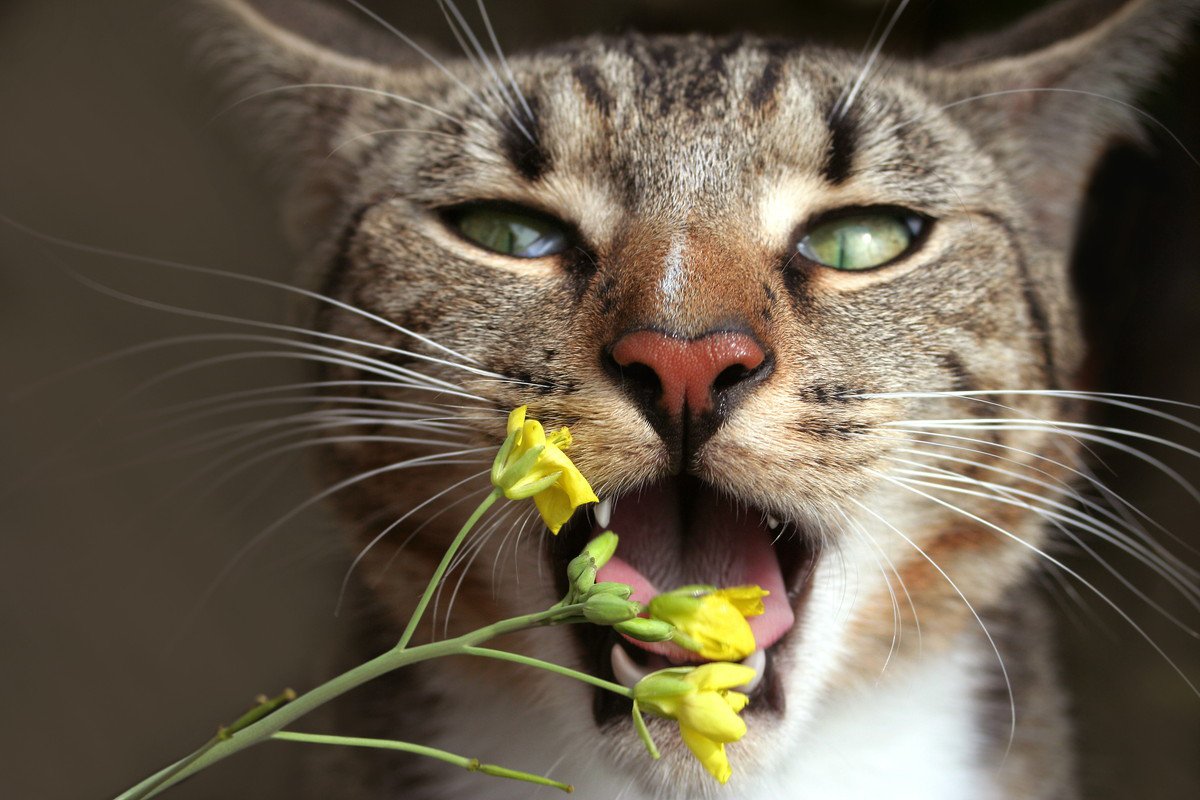 家に飾らないで！猫には危険すぎる『春の花』5つ　うっかり誤飲してしまったときの症状と対処法