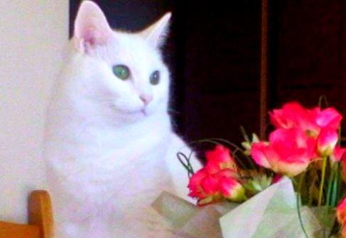 未熟児の華奢な子猫…先住猫に愛され美しい白猫に成長