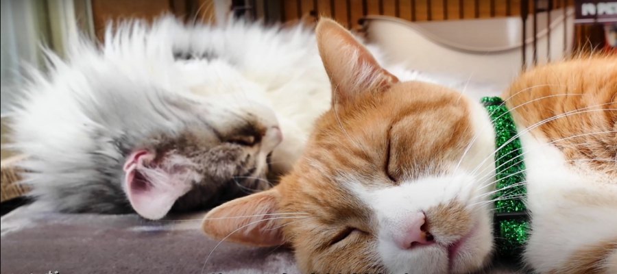 まったり幸せな時間♡ウトウトお昼寝をする猫たち！