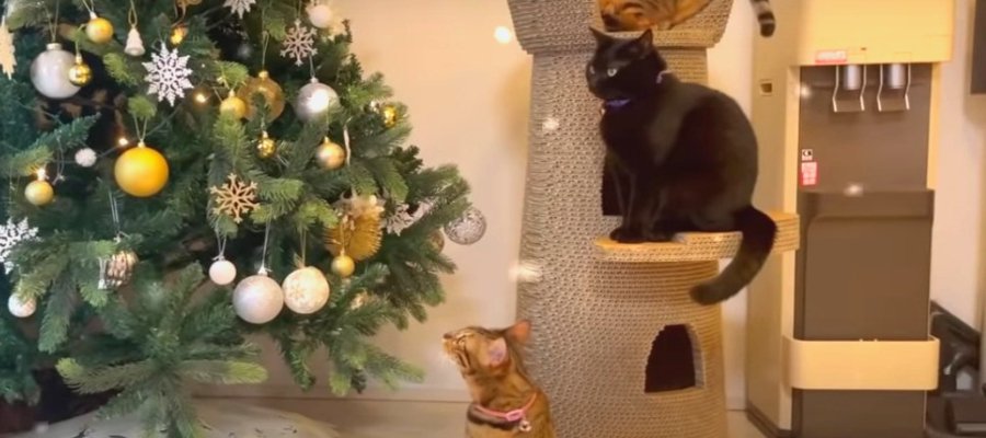 クリスマスツリーと冬を楽しむ猫ちゃんたち♡