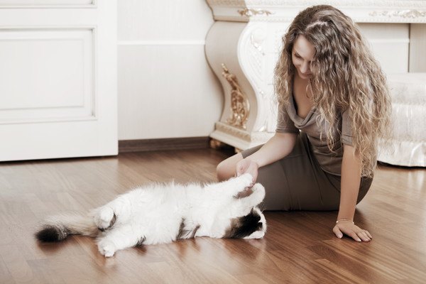 白血病の猫の寿命、長生きさせるための方法