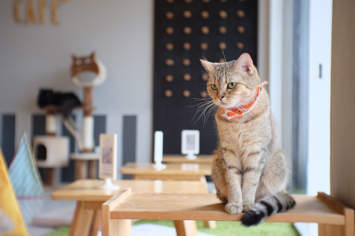 【猫カフェオーナーが解説】猫カフェへ行く前にしてはいけないNG行動7選