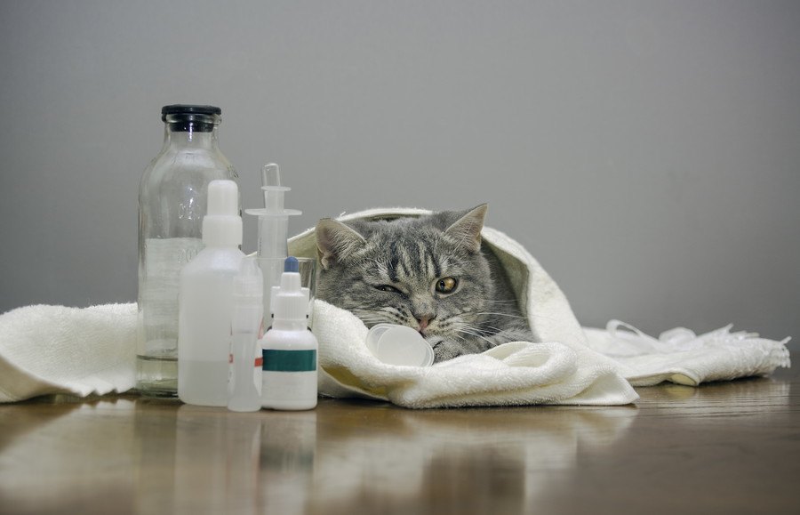 猫の白血病の感染力は『弱い』どんな事でうつるの？