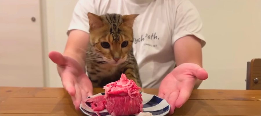 『お肉ケーキうまいうまい…』おめめをつぶって味わいながら食べる猫さんの表情がたまらない