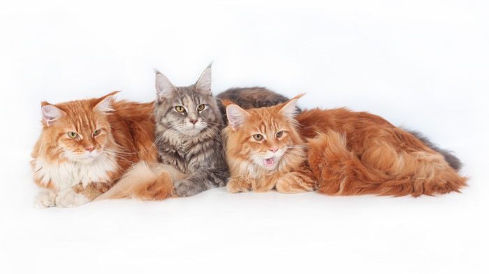 毛の長い猫種5選！代表的な種類と飼い方