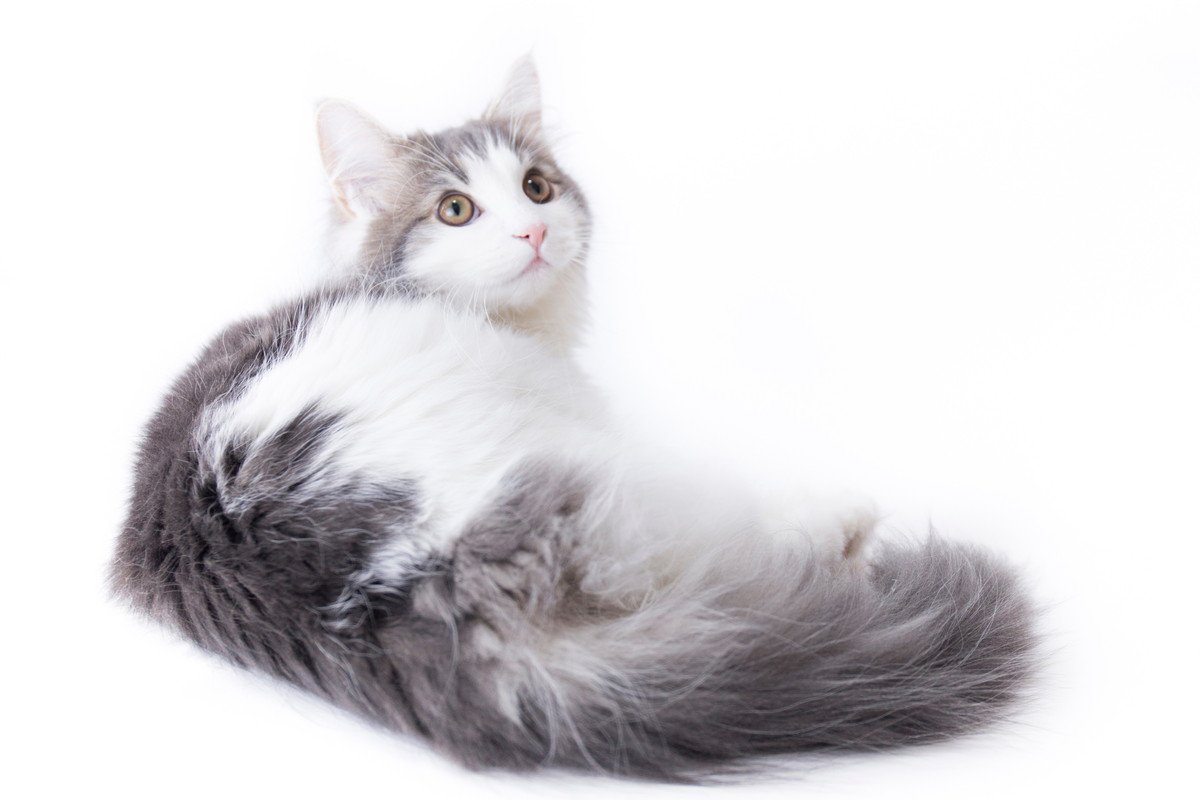 猫に『しこり』を見つけたら危険？4つの原因と対処法