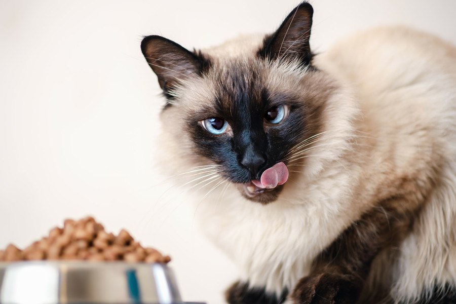 猫がごはんを食べ散らかしてしまう原因と対処法４つ