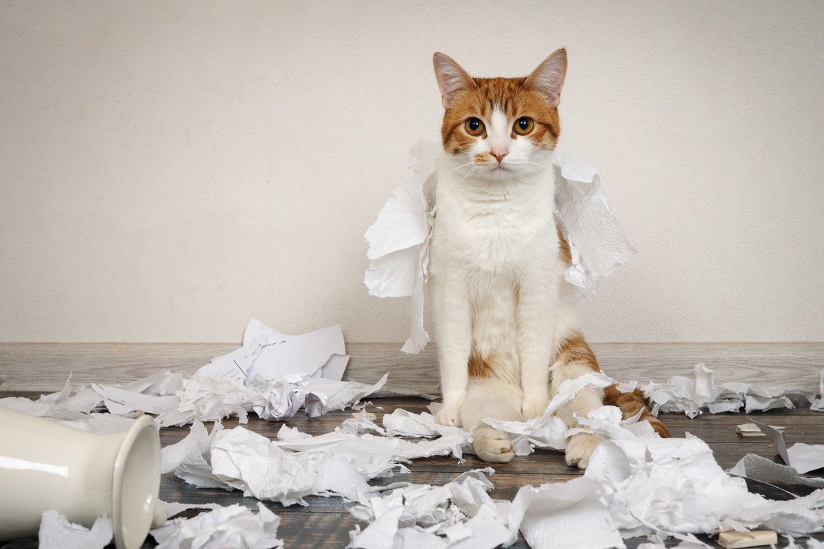 猫が『紙』を呑み込んだ！？2つの対処法と注意するポイント