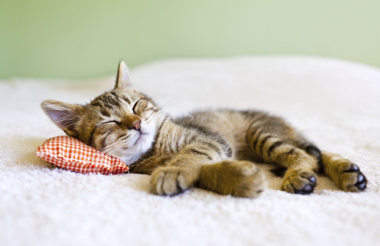 猫が発熱した時の対処法や原因と症状