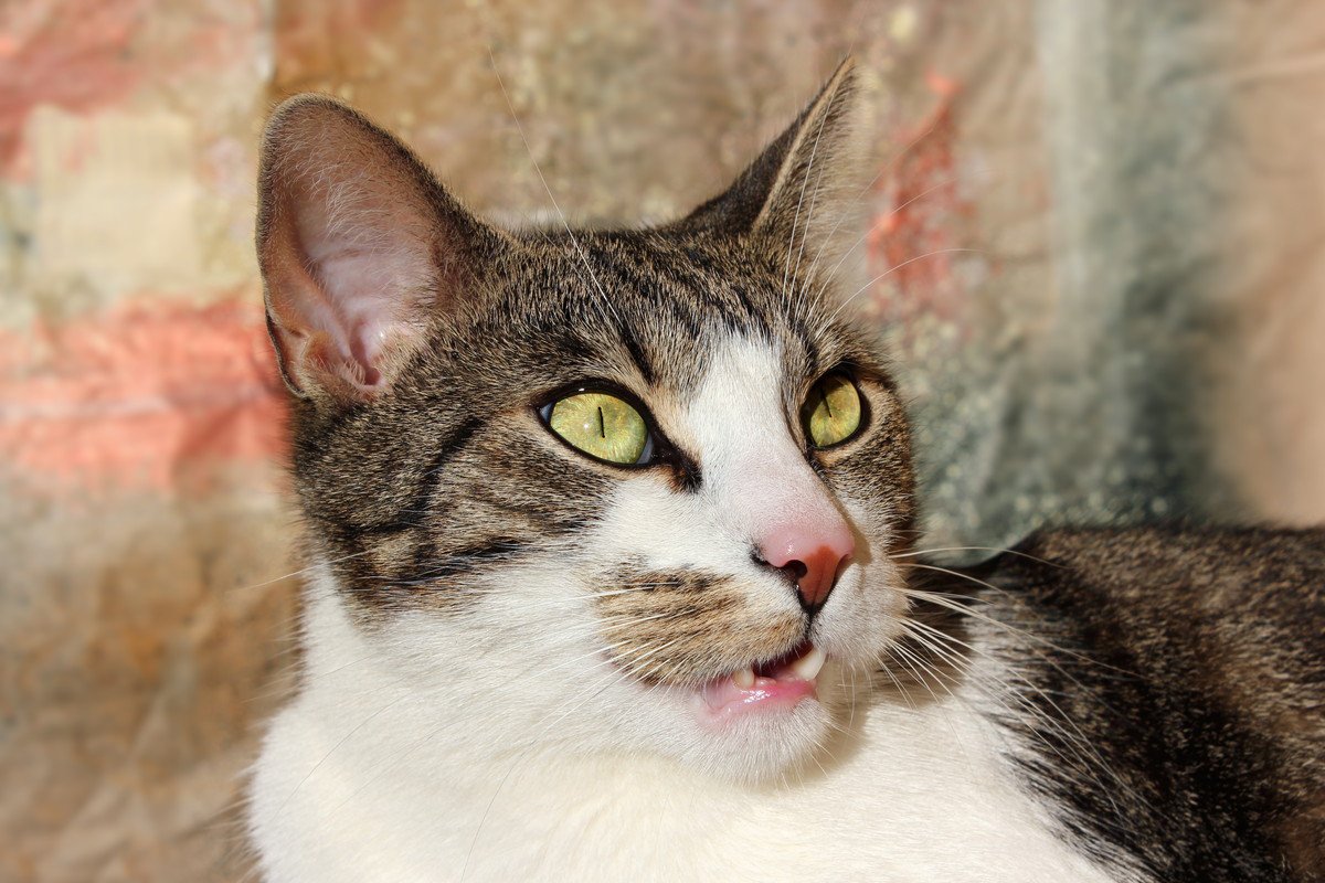 猫に『フレーメン反応』させるもの3選　そもそもなんで変顔になっちゃうの？