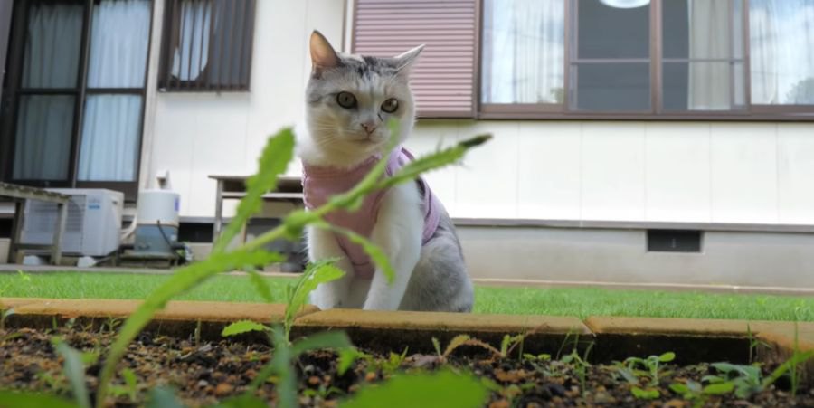 猫ちゃんもお待ちかね！お庭のシロバナタンポポが咲いた？！