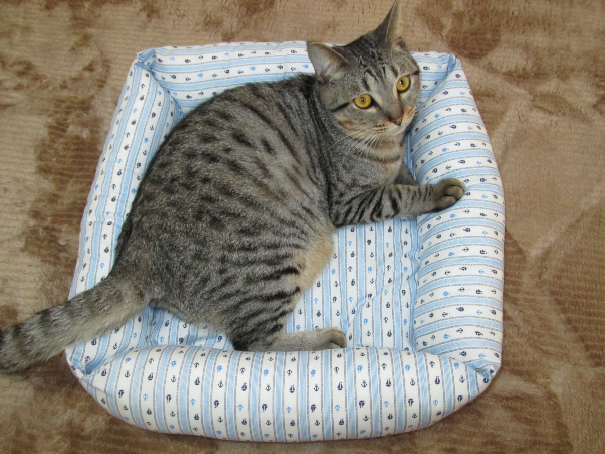 今の時期に大活躍♪愛猫のためにベッドを作ってみた！