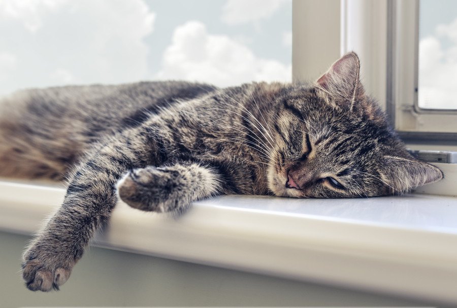 猫が感じる慢性的なストレスとは？