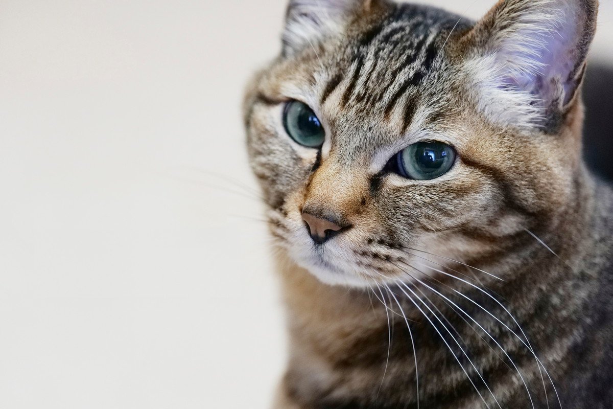 猫のチャームポイント『Mマーク』の秘密4つ♡どんな猫にあらわれやすいの？