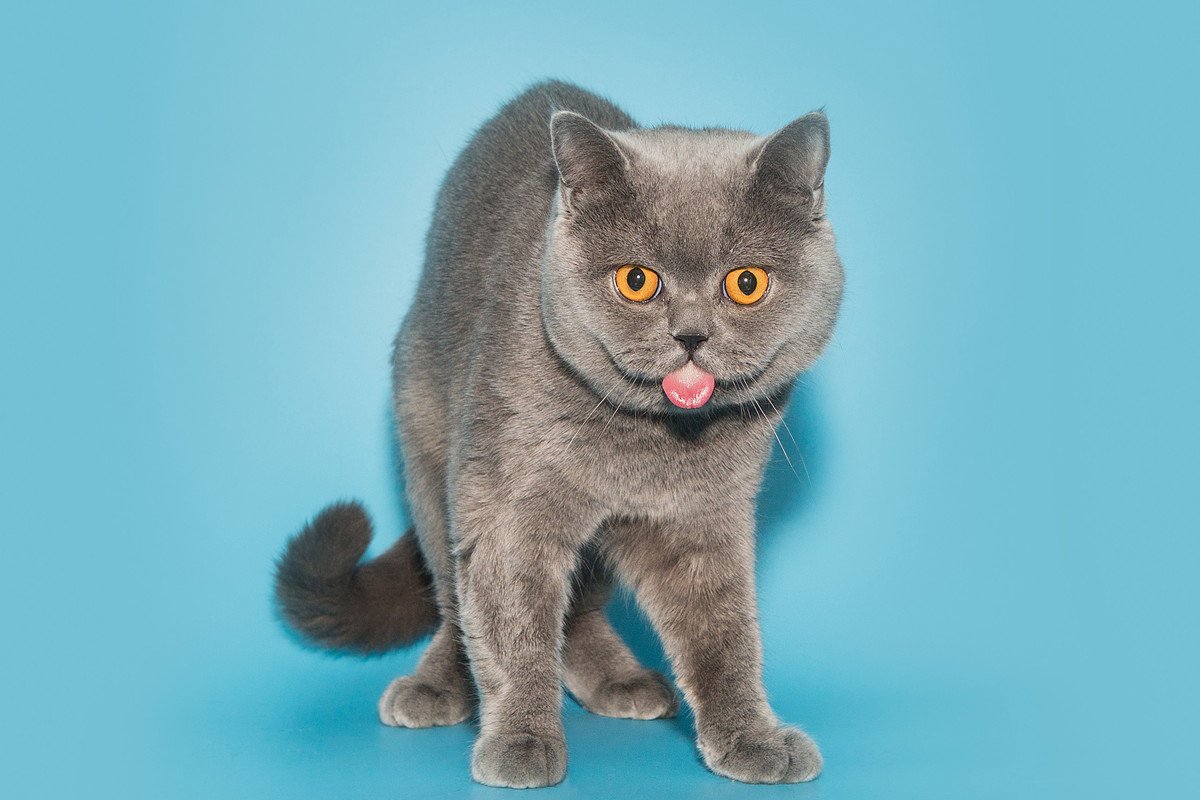 猫が『舌を出しっぱなし』にしている4つの理由　実は病気のサインかも