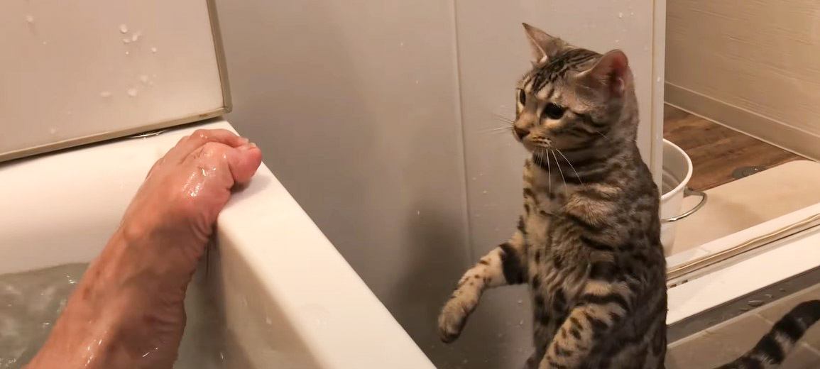 『入浴中の飼い主の足をみた猫』の反応…面白すぎる姿に爆笑する人続出 『電車の中で笑いそうにｗ』『思わず吹いた』と反響