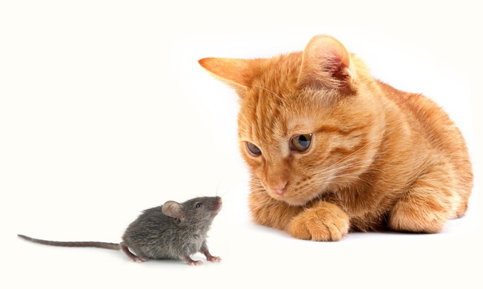 猫がネズミを食べる理由とその時の注意点