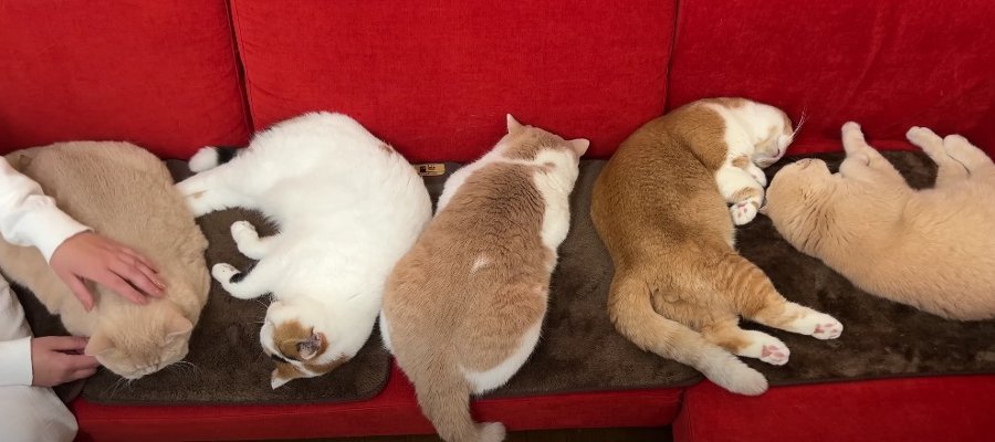みんなで並んでごろ～ん！ホットカーペットに魅了された猫さんたちに癒やされる♡