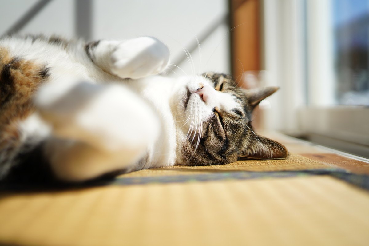猫にとって快適なのは『畳』？『フローリング』？メリット・デメリットを解説
