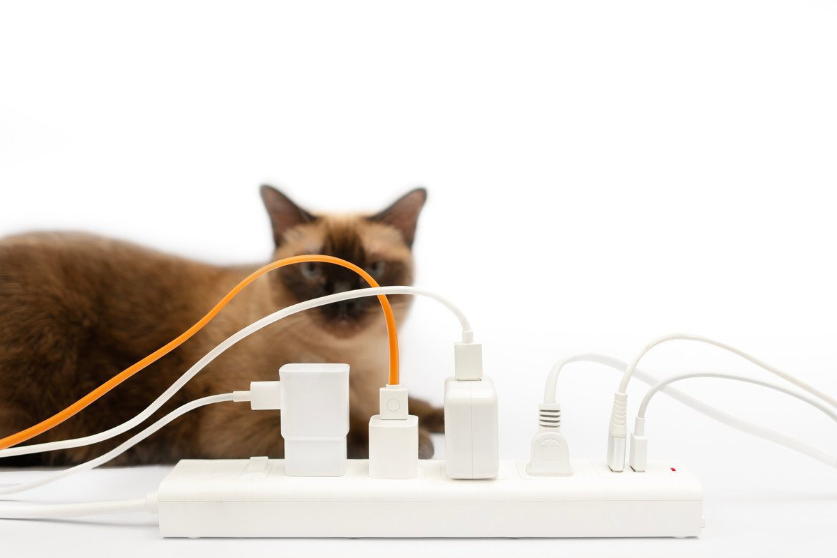 猫が『電気コード』を噛みたがる心理4つ！危険性と飼い主がすべき対策も