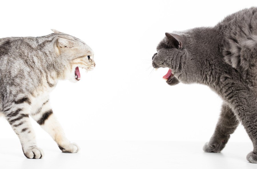 猫同士の喧嘩が生じる理由や止め方、多頭飼いの猫が仲良くするには