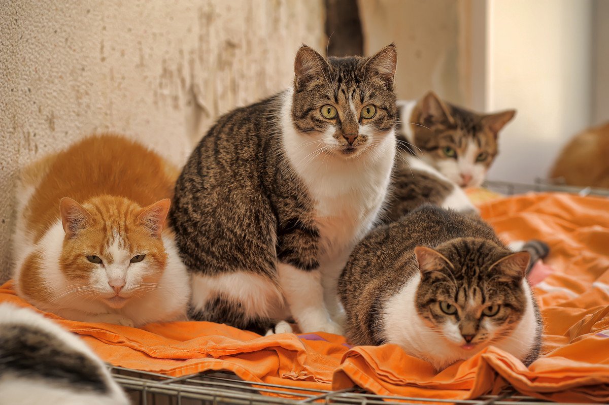 自宅で保護している猫が70匹超！母娘の壮絶「猫愛」生活　英国