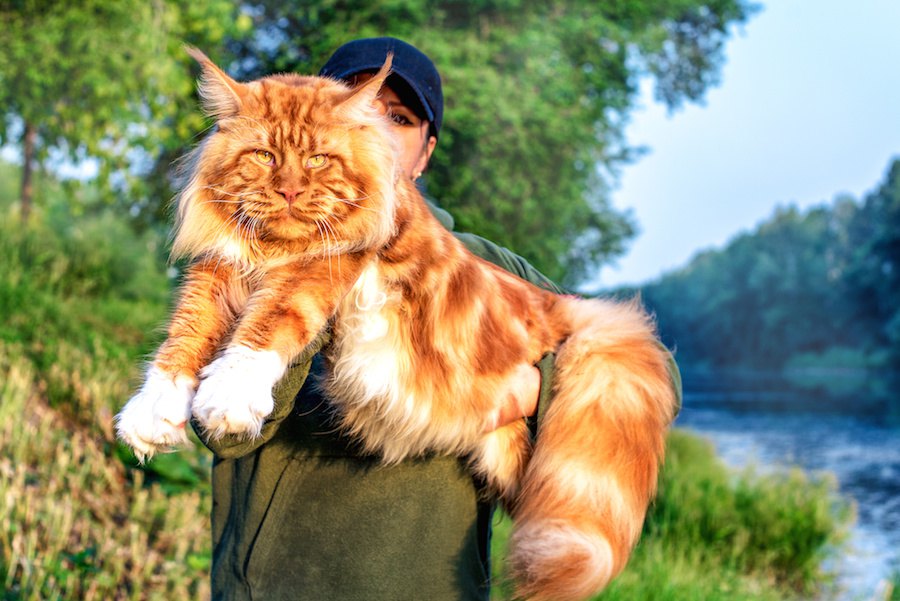 大きくて優しい猫『メインクーン』を画像で！巨大なぬいぐるみのようなネコ達もご紹介