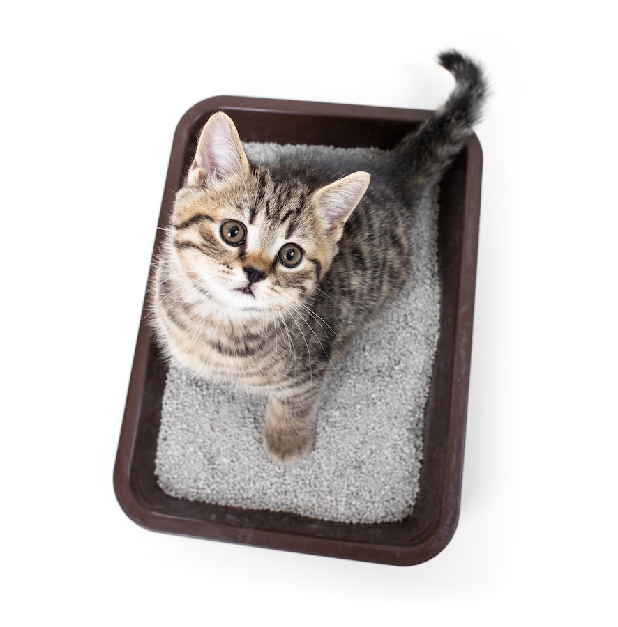 トイレに流せる猫砂を使う4つの注意点、オススメ商品5選
