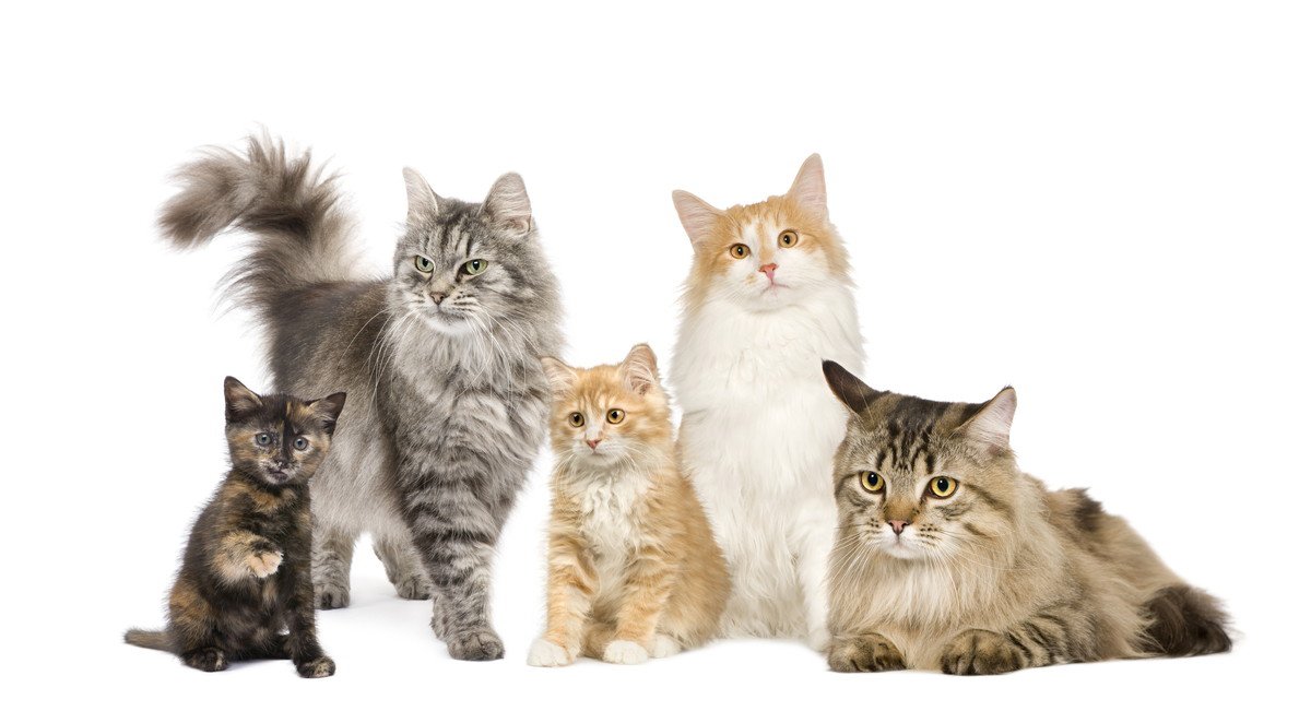 猫の品種『人気ランキング』TOP5！その特徴や性格、魅力を紹介