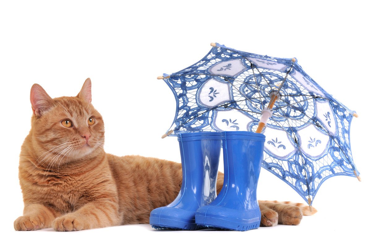 猫が梅雨に発症しやすい危険な病気4選と予防法