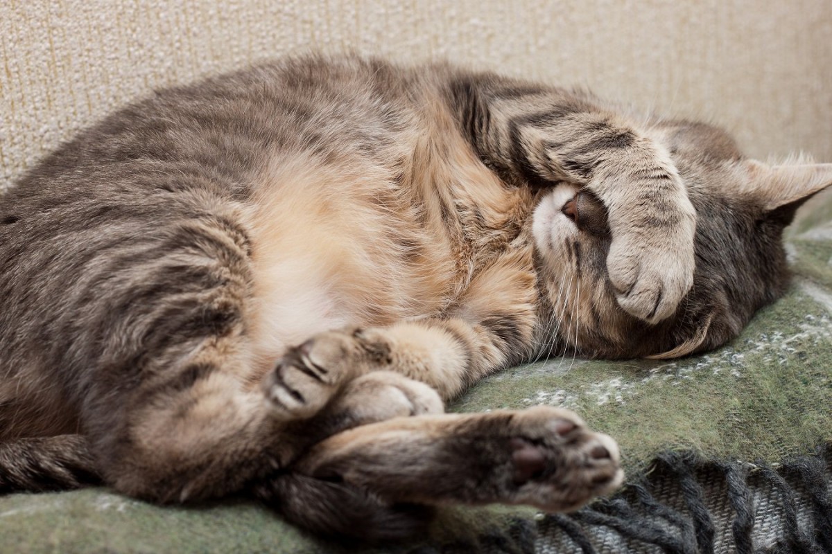 猫の見逃しNG『体調が悪い時の寝方』4つ
