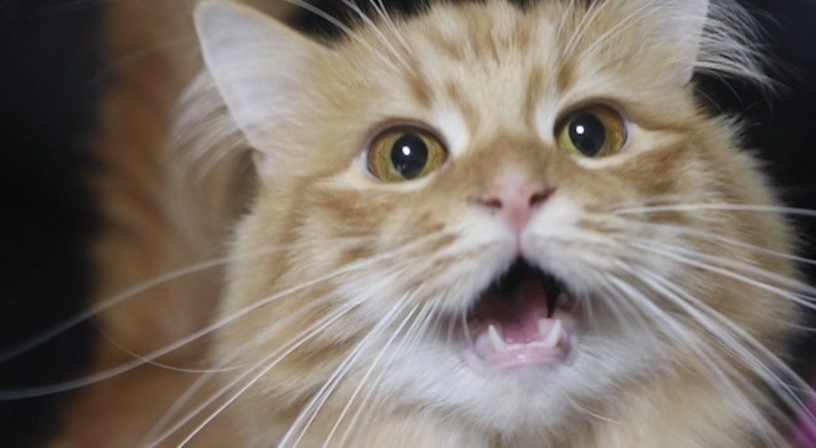 猫が「口パク鳴き」するのはなぜ？５つの理由