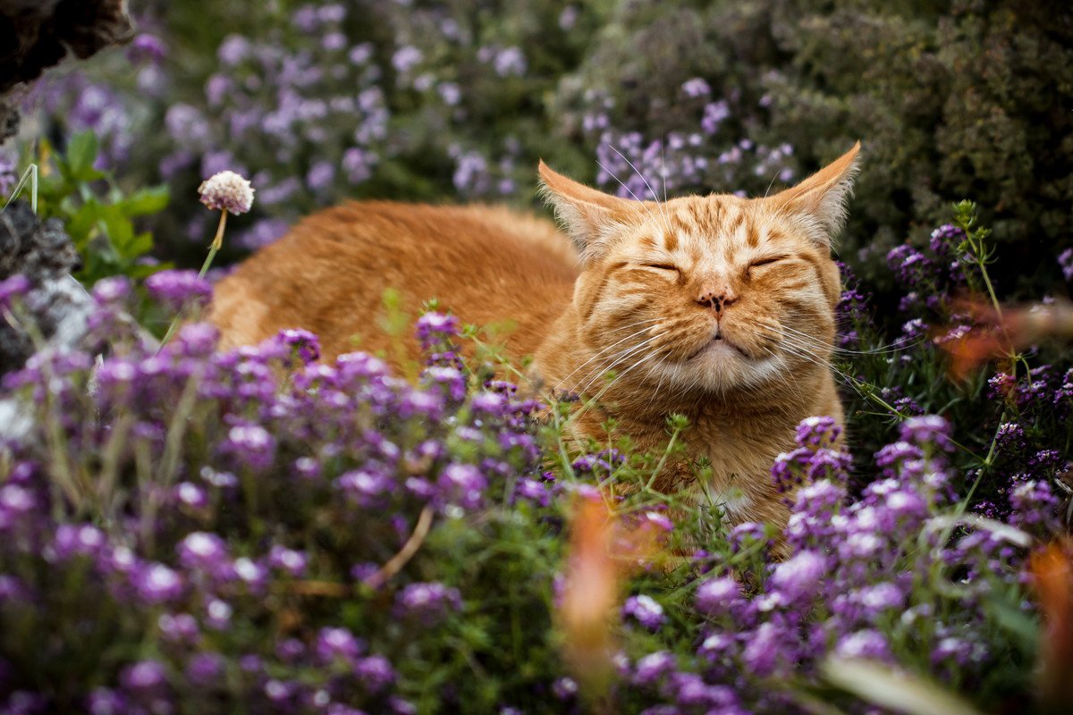 猫も『花粉症』になる？発症している場合の症状や治療法などを解説