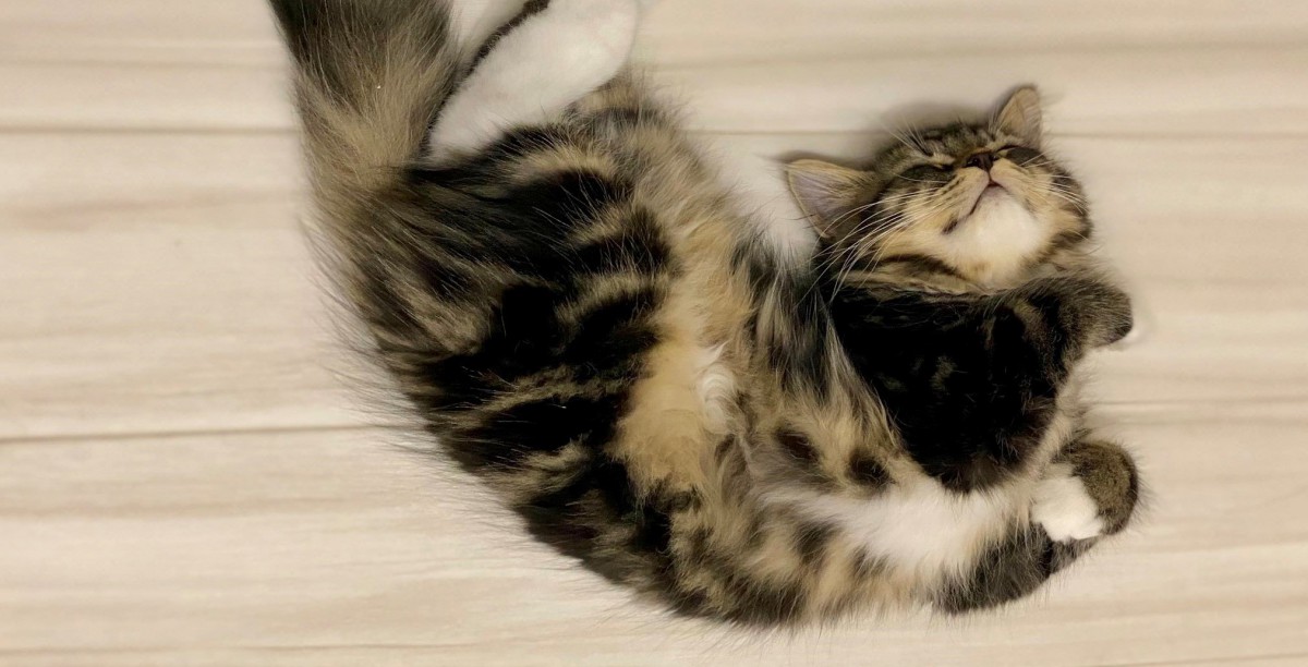 天使か！かわいいが過ぎる猫さんの寝姿がTwitterで話題♡