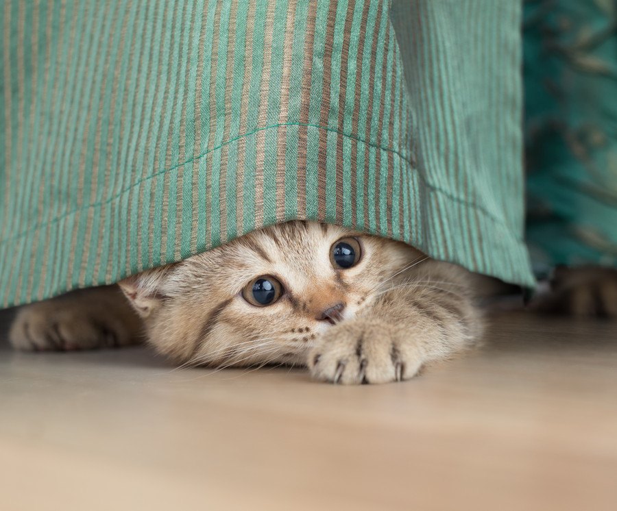 猫が室内で「隠れやすい」3つの場所！その理由と注意点とは？
