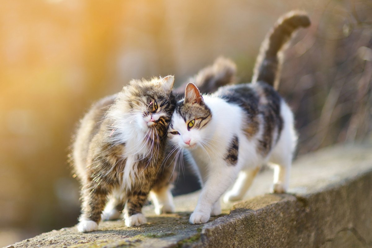 猫のオス・メス別『健康管理』で注意すべきこと5つ