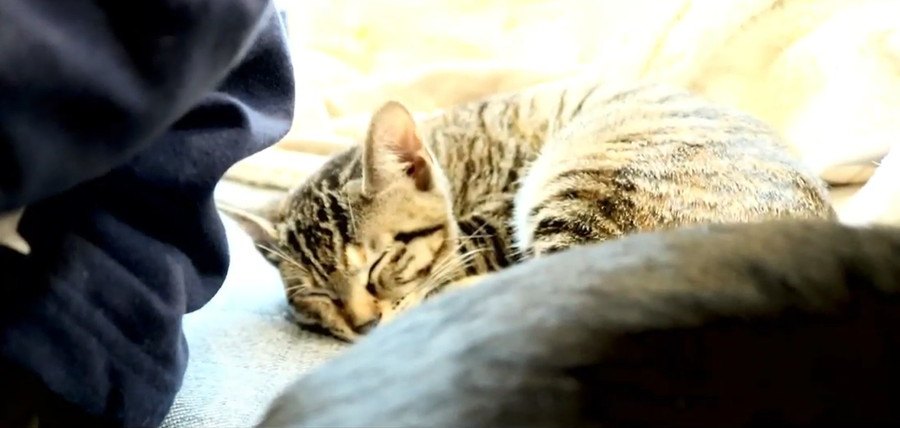 猫ちゃん達のお昼寝する場所で経験値の差が分かる？