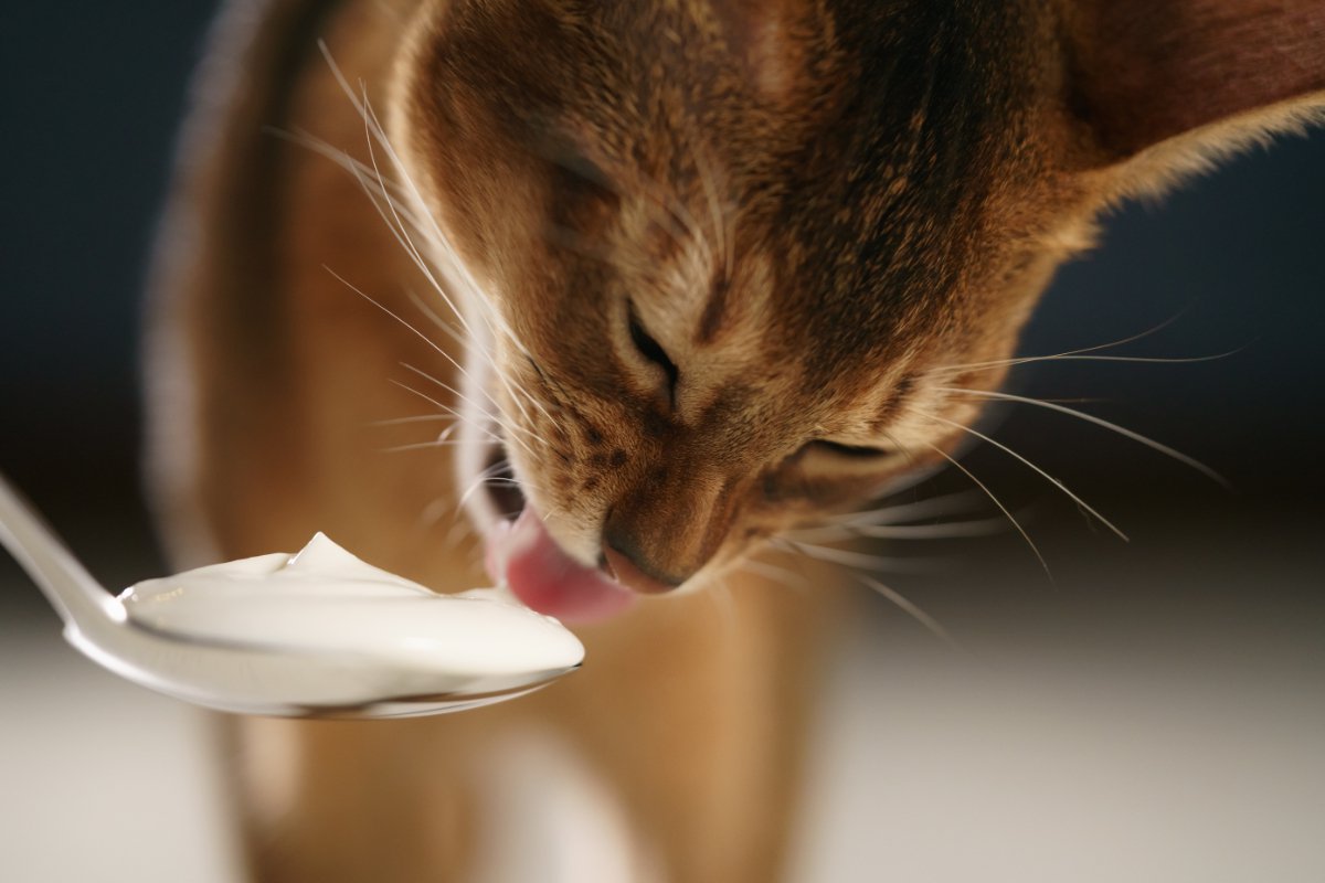 猫に『ヨーグルト』はあげても大丈夫？正しい与え方や量を解説　お腹の健康サポートにもなる？